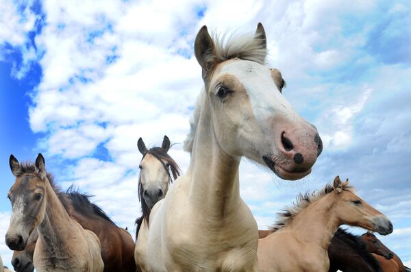 Белорусская упряжная порода лошадей была зарегистрирована в 2000 году, хотя планомерная работа по селекции этих лошадей велась более ста лет.  - Sputnik Беларусь