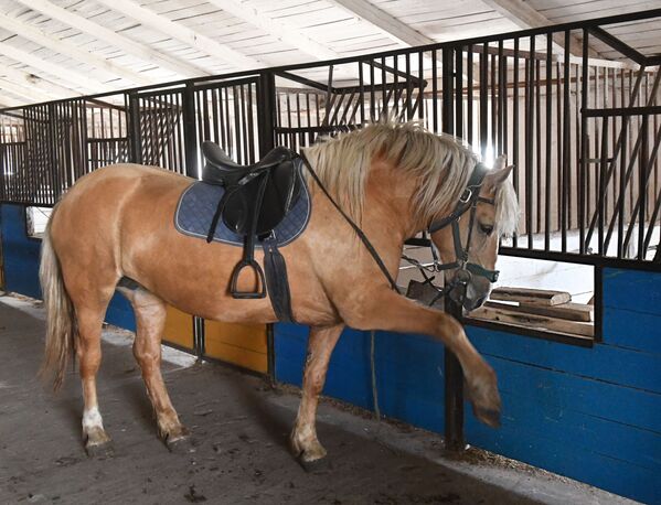 Многие из этих лошадей занимают первые места на конных выставках в Беларуси и России, участвуют в различных дисциплинах конного спорта. - Sputnik Беларусь