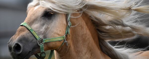 Лошади на конеферме в ОАО Полесская нива - Sputnik Беларусь