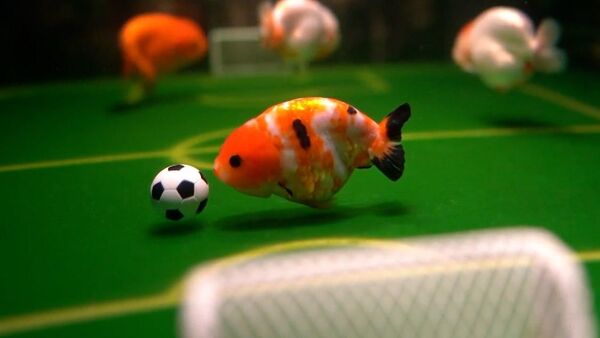 Китаец научил аквариумных питомцев играть в футбол – видео - Sputnik Беларусь