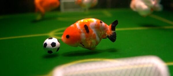 Китаец научил аквариумных питомцев играть в футбол – видео - Sputnik Беларусь