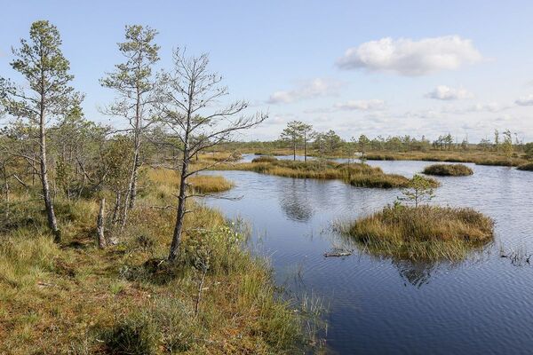 Мала гандляроў, шмат турыстаў: як прайшло традыцынае свята журавін на Міёршчыне - Sputnik Беларусь