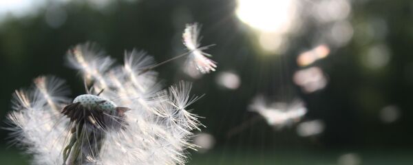 Одуванчик на ветру, архивное фото - Sputnik Беларусь