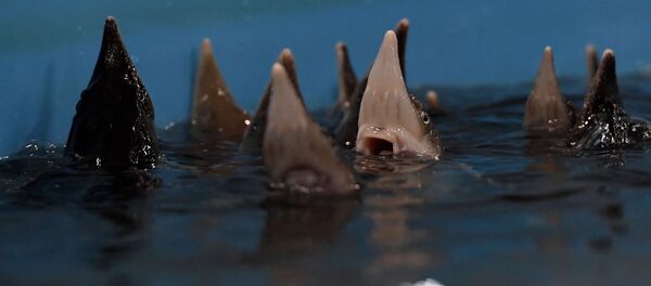 Молодь осетровых в бассейне для рыб рыбоводного комплекса - Sputnik Беларусь