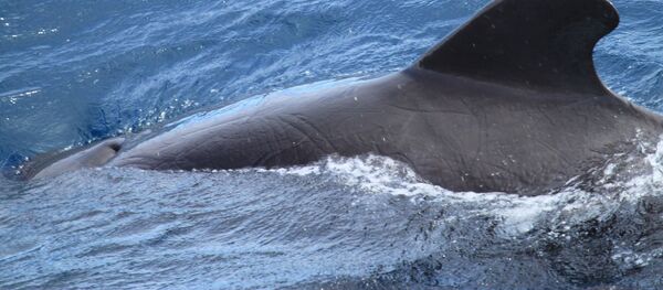 Гринды, киты-пилоты - Sputnik Беларусь