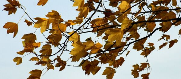 Желтые листья - Sputnik Беларусь