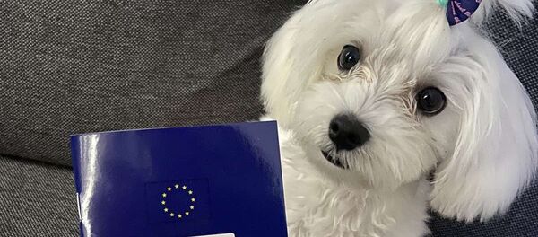 Болонка Василиса не смогла приехать погостить в Беларусь - Sputnik Беларусь