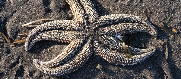 Рэйд па беразе Авачынскага заліва на Камчатцы Рэйд па беразе Авачынскага заліва на Камчатцы - Sputnik Беларусь