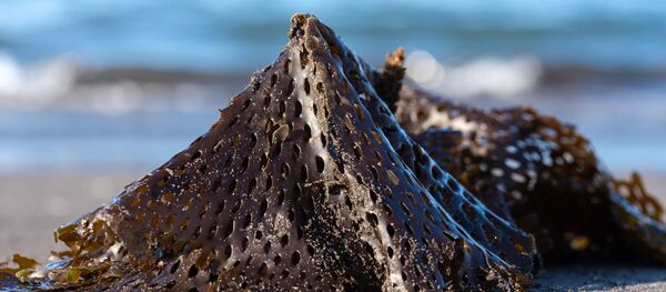 Выброшенные на берег Авачинской губы водоросли - Sputnik Беларусь