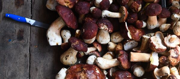 Грибы, архивное фото - Sputnik Беларусь