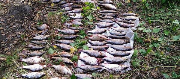 Пойманная браконьерами рыба - Sputnik Беларусь