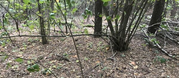 Лес, в котором задержали закладчика - Sputnik Беларусь