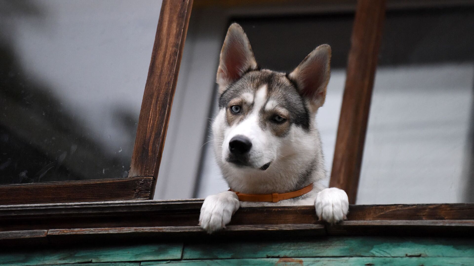Собака на балконе - Sputnik Беларусь, 1920, 06.04.2022