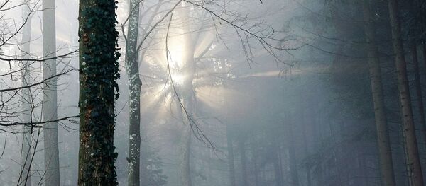 Туман в лесу - Sputnik Беларусь