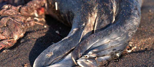 Выброшенные на берег морские обитатели на Камчатке - Sputnik Беларусь