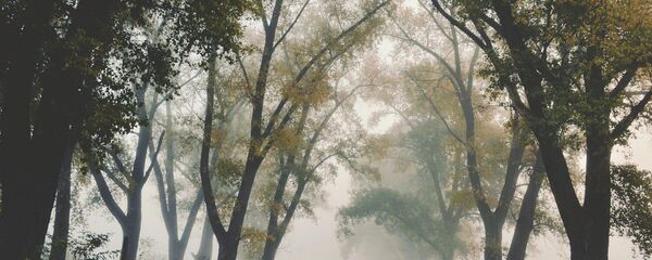 Туман осенью - Sputnik Беларусь