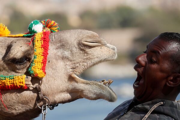 32-летний Хоссам Насер играет со своим верблюдом Антером перед своим домом в нубийской деревне на западном берегу реки Нил в Асуане, Египет - Sputnik Беларусь
