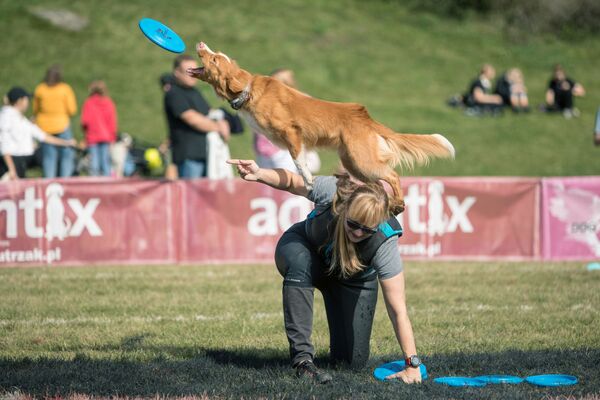 Собака прыгает за тарелкой во время соревнований по фрисби в Познани, Польша - Sputnik Беларусь