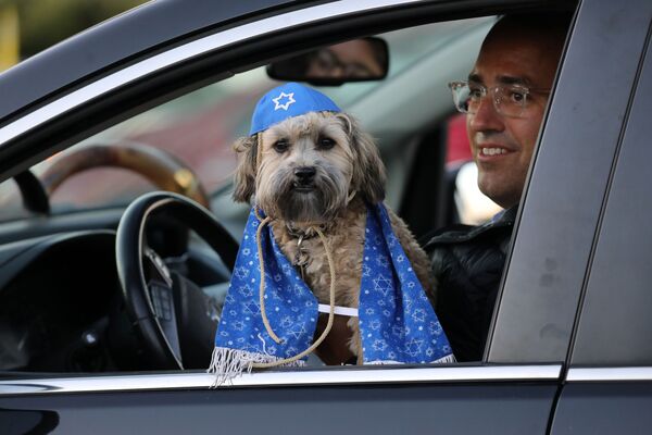 Собака в праздничном наряде по случаю празднования Рош ха-Шана, еврейского Нового года, в Торонто, Канада - Sputnik Беларусь