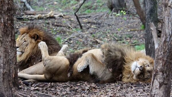 Африканские львы устроили бой на осенней листве, видео - Sputnik Беларусь