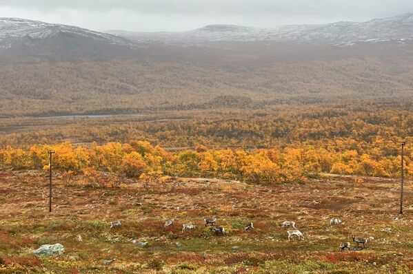 Олени пасутся среди осенних красок в горах Швеции  - Sputnik Беларусь