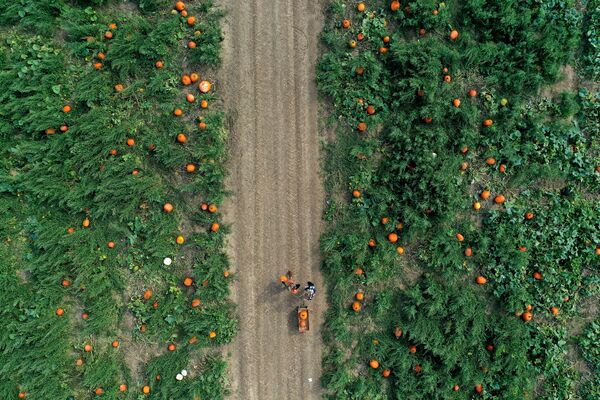 Сбор тыкв на семейной ферме Харбес в Мэттитаке, штат Нью-Йорк - Sputnik Беларусь