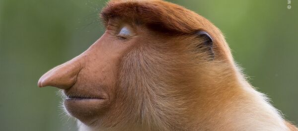 Снимок The pose датского фотографа Mogens Trolle, ставший победителей в категории Animal Portraits конкурса Wildlife Photographer of the Year 56 Снимок The pose датского фотографа Mogens Trolle, ставший победителей в категории Animal Portraits конкурса Wildlife Photographer of the Year 56 - Sputnik Беларусь