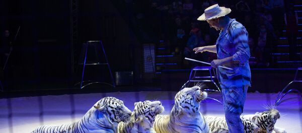 Дрессировщик Сергей Нестеров и его подопечные - белые тигры - Sputnik Беларусь