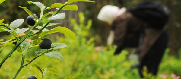 Пожилая женщина собирает чернику в лесу - Sputnik Беларусь