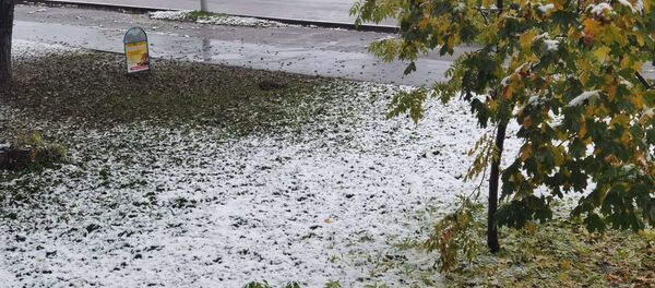 Фотофакт: в Витебске выпал первый снег - Sputnik Беларусь