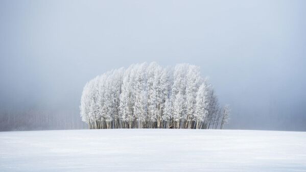 Снимок Trees & Fog Preston Stoll - Sputnik Беларусь