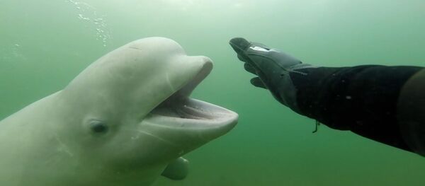 Дайвер снял на видео знакомство с белухой - Sputnik Беларусь