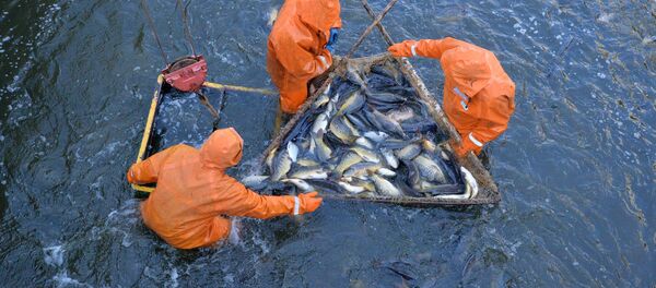 Опытный рыбхоз Селец - Sputnik Беларусь