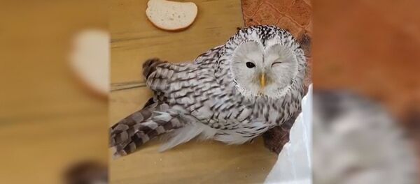Где мое письмо? Сова прилетела в гости к людям и уснула на балконе ― видео - Sputnik Беларусь