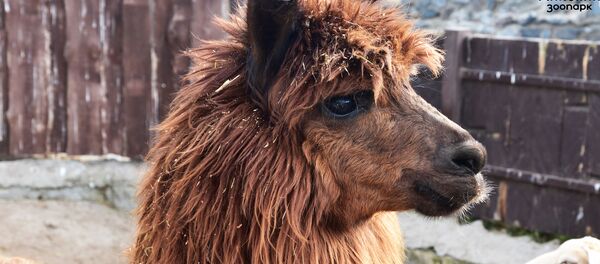 Альпака Каштан в Минском зоопарке - Sputnik Беларусь