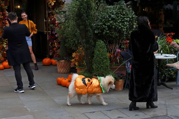 Собака в костюме-тыкве гуляет по Ковент-Гардену в Лондоне - Sputnik Беларусь
