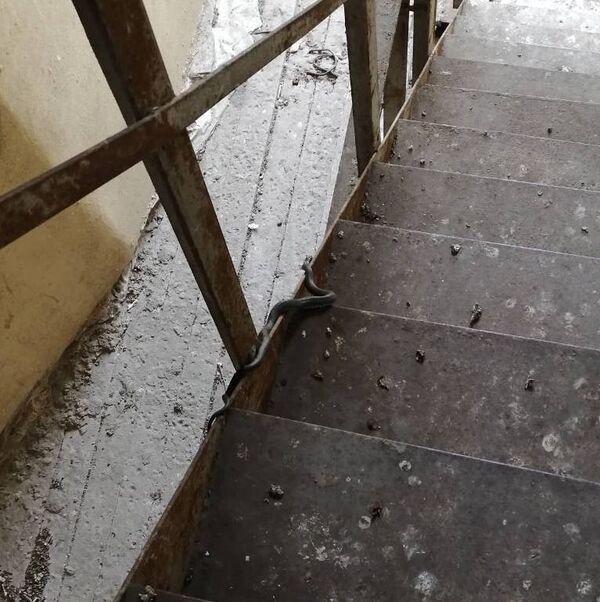 Уж перепугал жителей дома в Гомеле – вызывали МЧС - Sputnik Беларусь