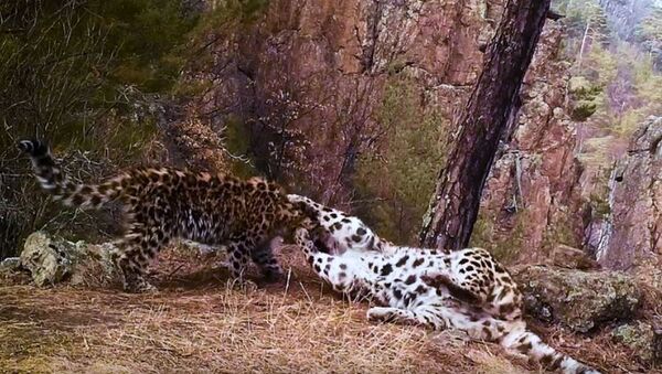 Объятия редких леопардов попали на видео в нацпарке Приморья - Sputnik Беларусь