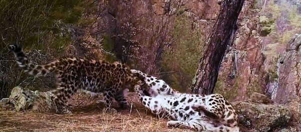 Объятия редких леопардов попали на видео в нацпарке Приморья - Sputnik Беларусь