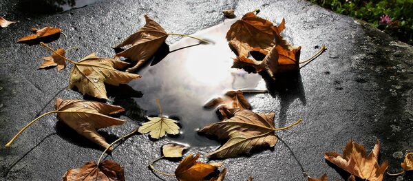 Осенние листья, архивное фото - Sputnik Беларусь