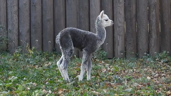 Знакомьтесь, Витамин: детеныш альпаки родился в московском зоопарке -видео - Sputnik Беларусь