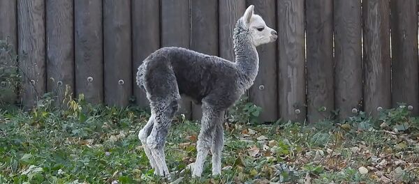 Знакомьтесь, Витамин: детеныш альпаки родился в московском зоопарке -видео - Sputnik Беларусь