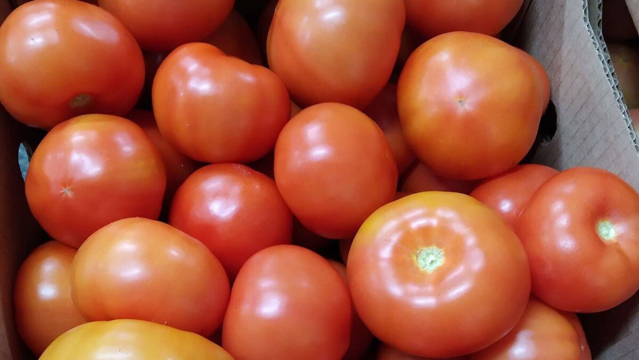 Белорусские сорта томата