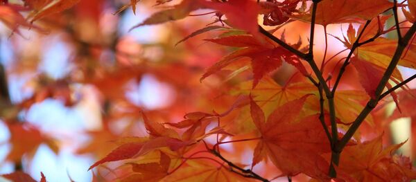 Листья осенью - Sputnik Беларусь