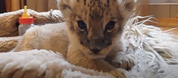 Львенок родился в зоопарке Гродно - Sputnik Беларусь