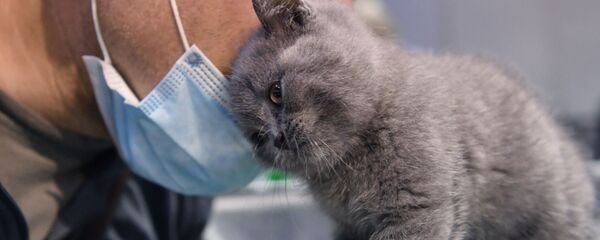 Выставка котят - Sputnik Беларусь