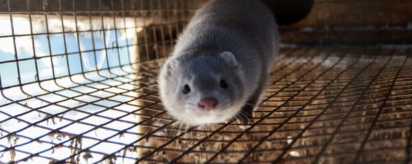 Норка в вольере - Sputnik Беларусь