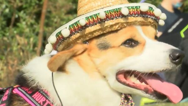 В Шанхае прошла вечеринка с участием 300 собак породы корги - видео - Sputnik Беларусь