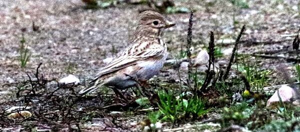 Серый жаворонок - Sputnik Беларусь