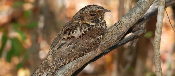 Козодой, архивное фото - Sputnik Беларусь